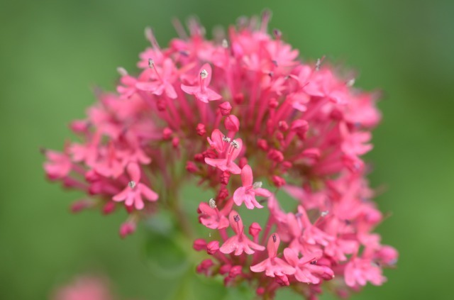 セントランサス ルブラ Centranthus Ruber 花おっさん 狭小庭のつめこみガーデニング日記