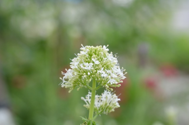 セントランサス ルブラ Centranthus Ruber 花おっさん 狭小庭のつめこみガーデニング日記