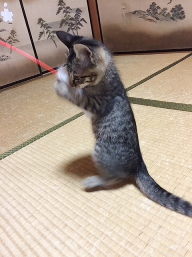 ちどり君2