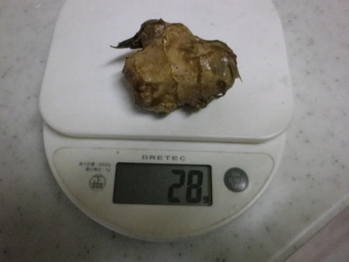 新生姜　2017 10 29-5