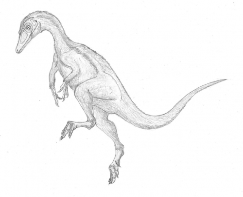 Compsognathus longipes_1