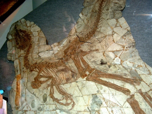Sinocalliopteryx gigas_2