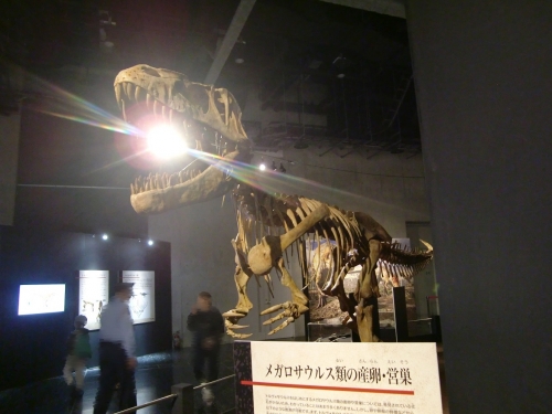 Torvosaurus 6