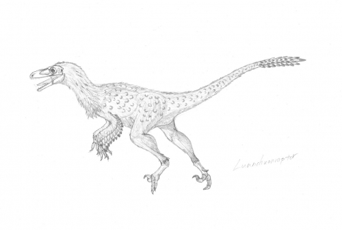 Luanchuanraptor henanensis 002
