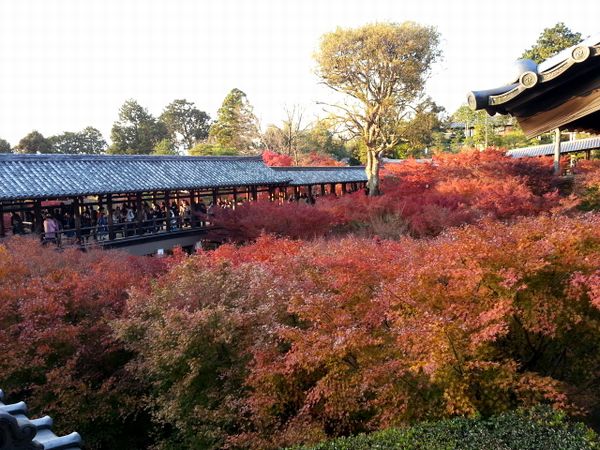 京都観光１０