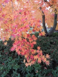 松山城の紅葉