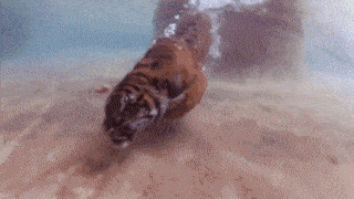 水中を泳ぎ回るオーストラリアの動物園のトラ