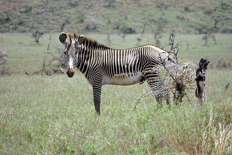800px-Equus_grevyi_in_Kenya_(male).jpg