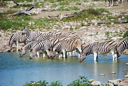 zebras-55248__340.jpg