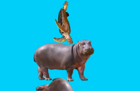 コツ　どうぶつタワーバトル