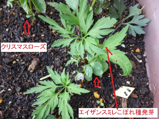 DSCF3457_1.jpg