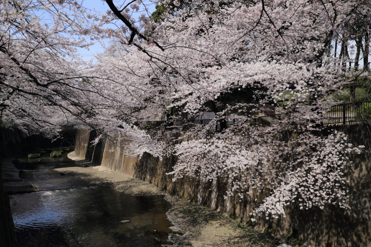 石神井川沿い３-S