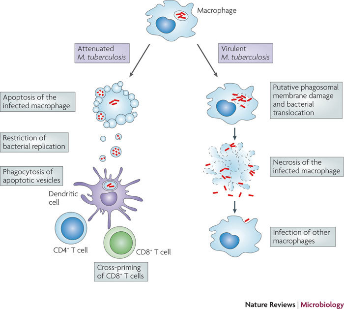 Figure-1-The-fate-of-infected-macrophages-affects-host-resistance-to-Mycobacterium.png