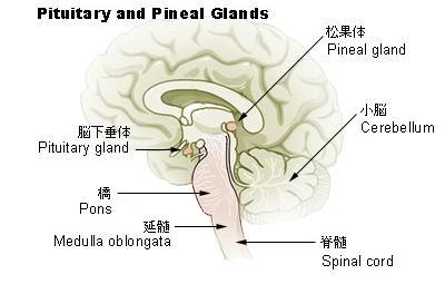 Illu_pituitary_pineal_glands_ja.jpg