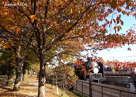 なんとなく１１－１０　１１月１０日　京都梅小路公園　3