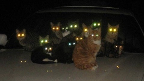光る猫の目