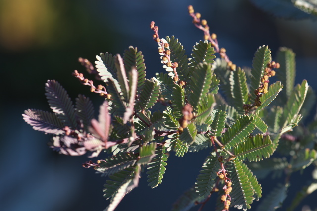 Acacia baileyana purpurea の蕾-02