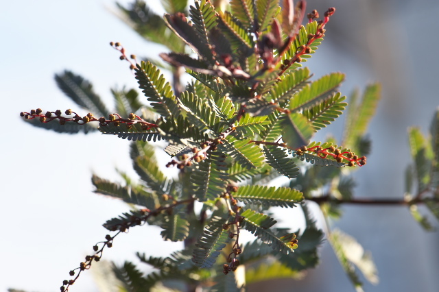 Acacia baileyana purpurea の蕾-03