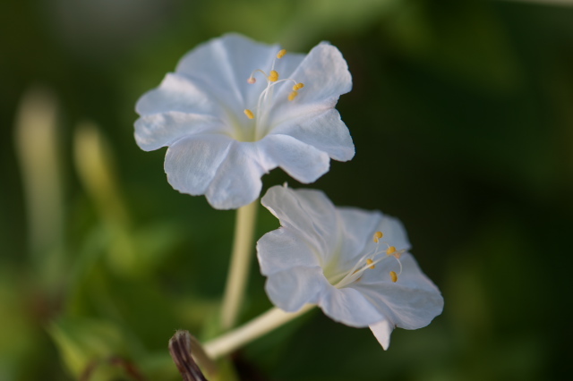 白花のオシロイバナ-04