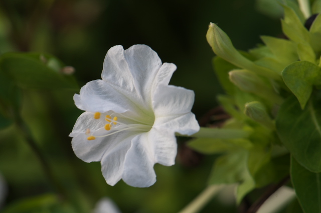 白花のオシロイバナ-03