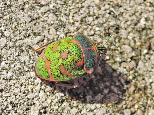 アカスジキンカメムシ