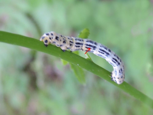 ヒロオビトンボエダシャク幼虫