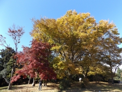 20171124昭和記念公園6