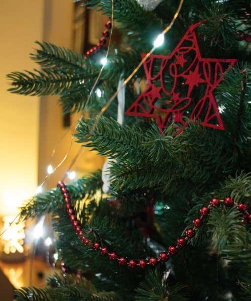 クリスマスツリー チョウセンシラベ 韓国起源説 コリエイト ウリナラファンタジー