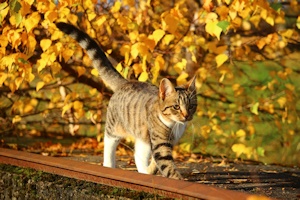 秋の猫