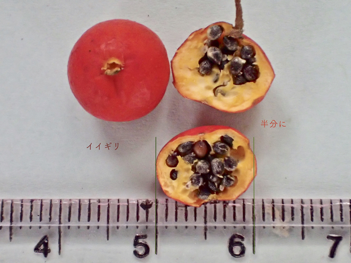 イイギリの果実と種子1