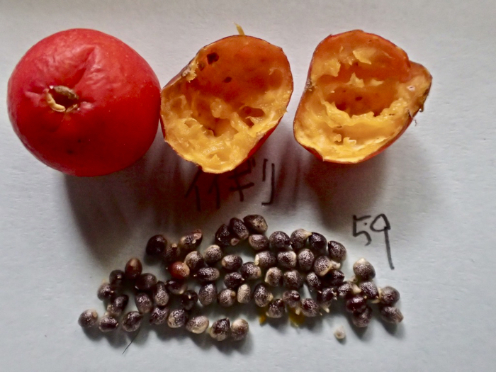 イイギリの果実と種3