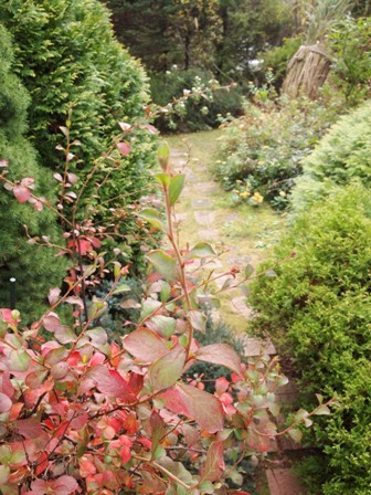 my-garden 025