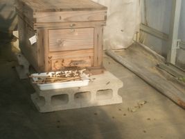 【写真】巣箱の前に置かれた砂糖水のトレーに群がるミツバチたち