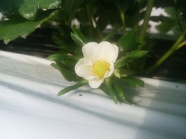 【写真】今シーズン初の“やよいひめ”の一番花