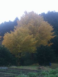 【写真】家の前の畑にある樹齢１００年のイチョウの大木