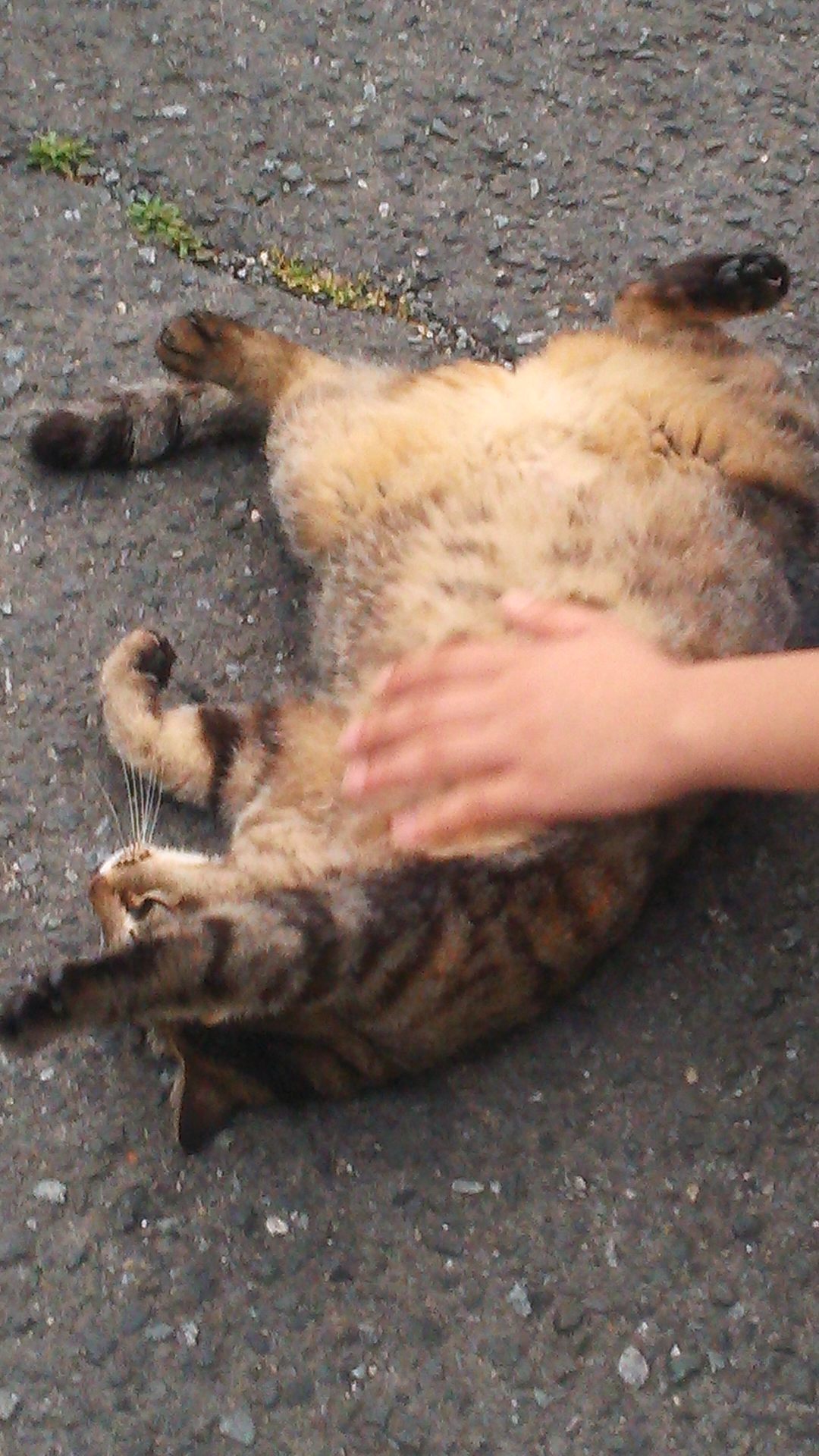 大阪で猫好きの住人さん達に可愛がられている猫ちゃん。とても人懐こいです。