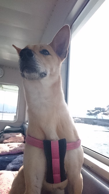 松山市北条地区沖に浮かぶ鹿島まで、数分の初めての船旅🚢海からの景色を珍しそうに眺めるマリリン。犬は往復２０円で乗船できました