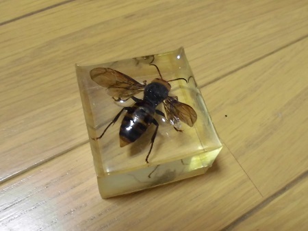 虫の樹脂標本作成方法 例 オオスズメバチ女王蜂 るりおかかの気まぐれブログ
