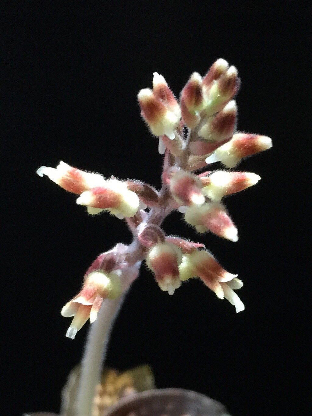 Cystorchis stenoglossa(シストーチス ステノグロッサ)開花 - 栽培マンのハオルチアBlog