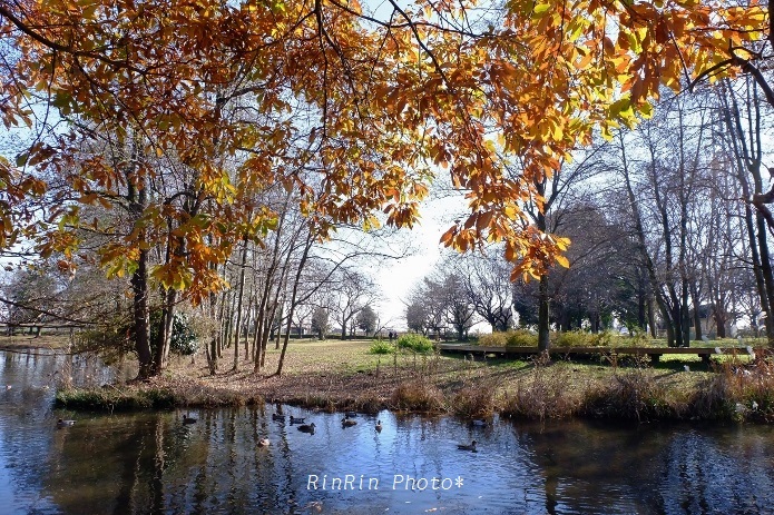 2017年12月智光山公園ひょうたん池の秋