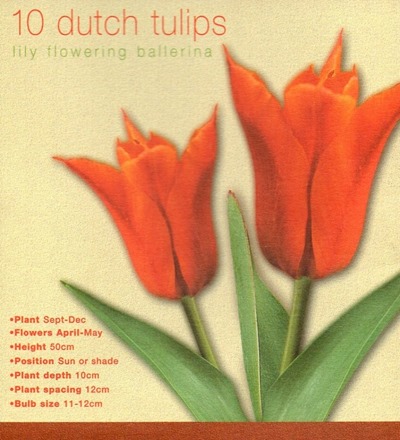 171127dutch_tulips_ballerina
