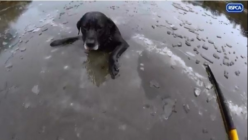 氷結した川に落ちた犬