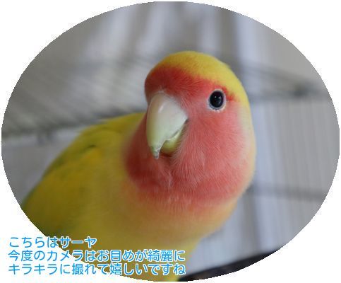 ③サーヤ一眼レフデジカメ