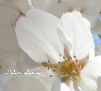 桜 花びらの重なりからがく片が透ける ボタニカルアート ブログ