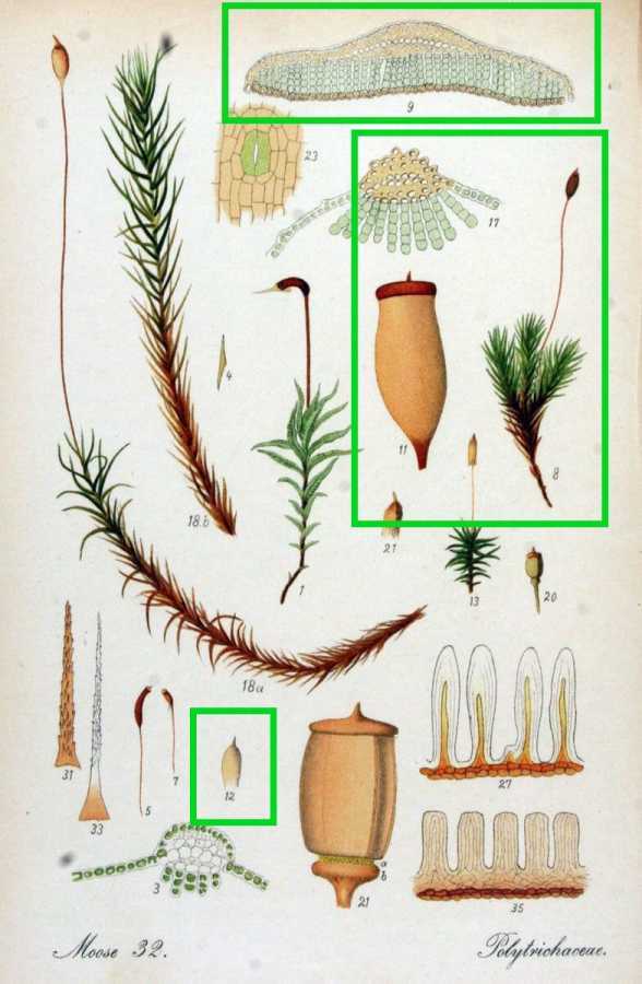 ヤマコスギゴケpogonatum urnigerum