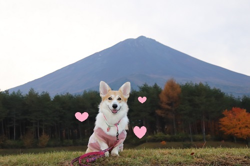 かわいぃ芹ちゃんと富士山