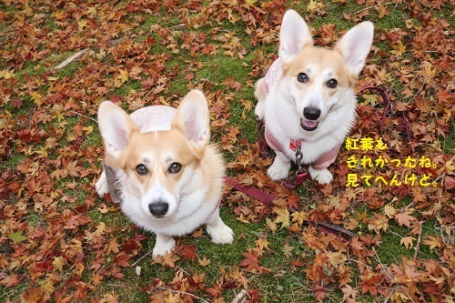 見てへんけどね