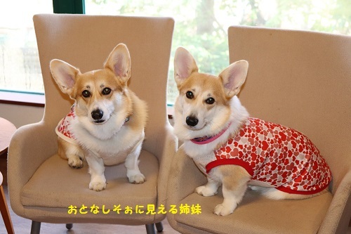おとなしそな姉妹
