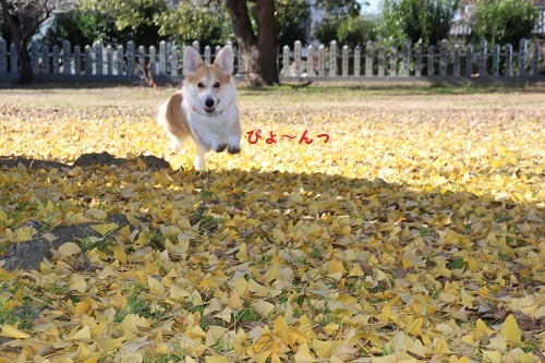 境内ぴょーん