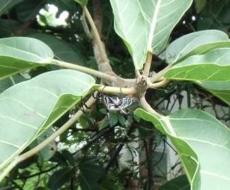 マダガスカル薬用クモと住まいの木